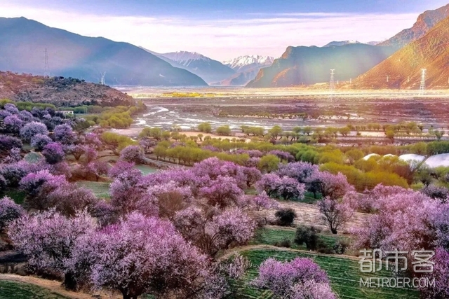 西藏林芝地区 桃花